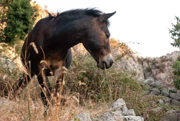 Fototapeta premium Cavallo