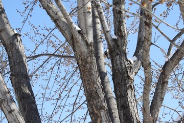 Woodpecker on a tree in Winter against a blue sky