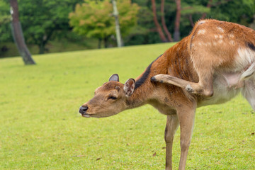 Deer in Nara Park. Japan.