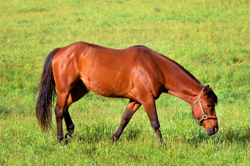Fototapeta premium Beautiful Horse Flesh