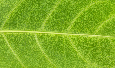 Close up on green leaf texture