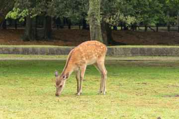 Deer in Nara Park. Japan.