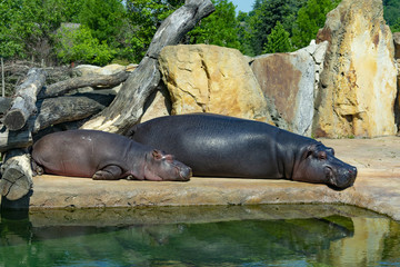 a family of hippopotamuses, mother and baby sleep near the water in the sun
