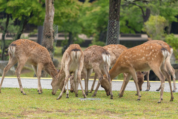 Naklejka na ściany i meble Deer in Nara Park. Japan.