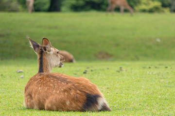Deer in Nara Park. Japan.