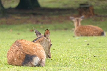 Deer in Nara Park. Japan.