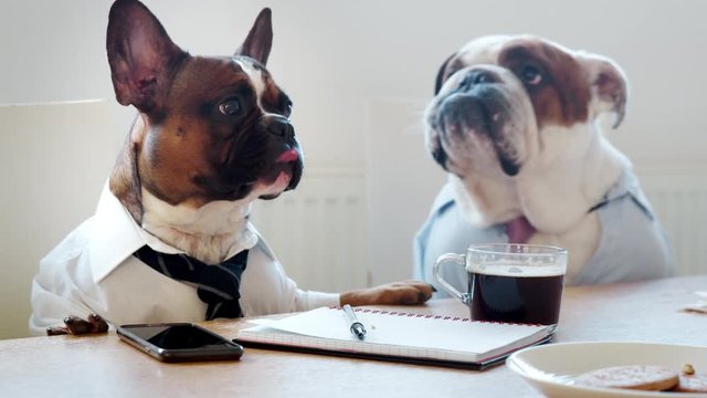 Two dogs in an office meeting room licking their lips