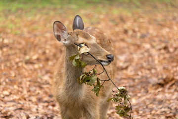Deer in Nara Park. Japan.