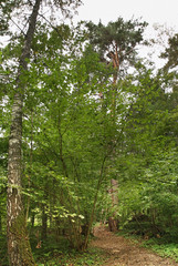 Fototapeta premium House on Tree in Nikola-Lenivets village. Kaluga oblast. Russia