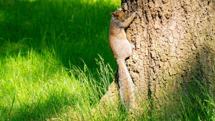 Squirrels in Richmond Park