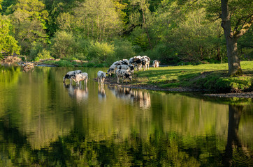 Cows in River Dee outside Llangollen in Wales