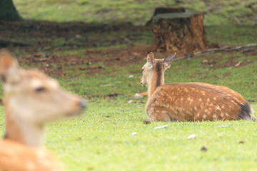 Deer in Nara Park. Japan.