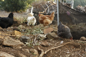 Roosters and hens in a chicken run, hand raised on a farm in rural Australia