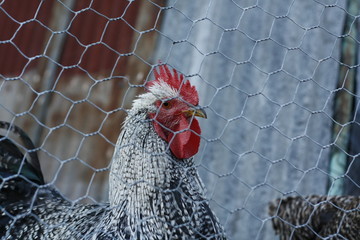 Plymouth rock breed rooster in a cage hand raised with hens on a farm in Tamworth, Rural Australia