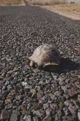 Wild black turtle in freedom