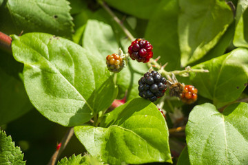 Blackberries