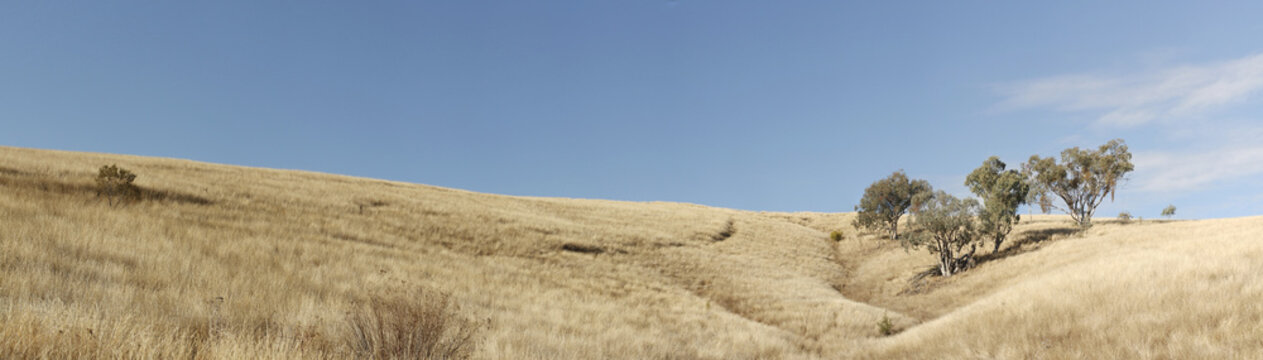 Panoramic Views Of Dry Grassy Drought Stricken Farm Land In Tamworth, NSW, Rural Australia