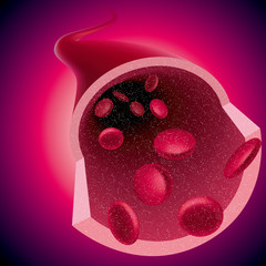 Medical concept design, vector drawn blood vessels and red blood cells.