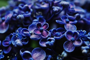 Close-up view of purple hydrangea flowers