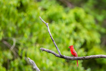 Northern Cardinal with a blurred green background