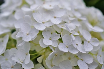 Close-up view of white hydrangea flowers