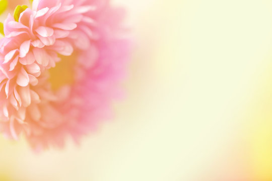 A beautiful pink flower on a yellow pastel blurred background.