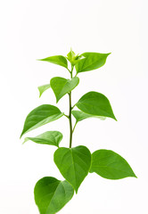 Tropical green leaves isolated on white background.