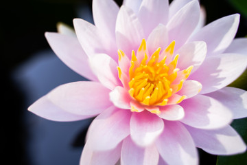 beautiful lotus flower on the water after rain in garden, nature concept.