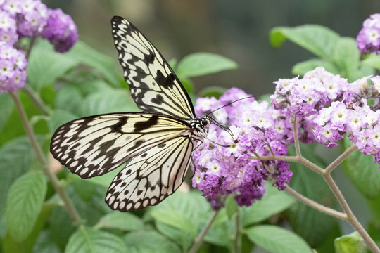 Photograph of a Paper Kite Butterfly feeding on purple Heliotrope flowers