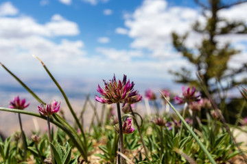 Mountain flowers 