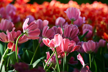 Tulips in full bloom in the botanical garden.