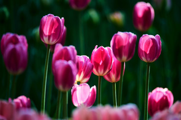 Fototapeta premium Tulips in full bloom in the botanical garden.