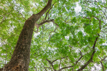 Fototapeta premium branch and leaf of tree beautiful in the forest on white background bottom view. concept world environment day (Stop destroy the forest)