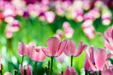 Tulips in full bloom in the botanical garden.