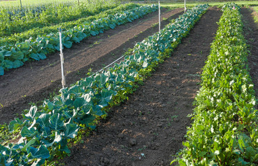 Rows of salad greens at community garden