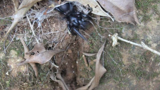 The deadly Toowoomba or Darling Downs Funnel Web spider (Hadronyche infensa) feeding on a cricket, Gold Coast, Australia.