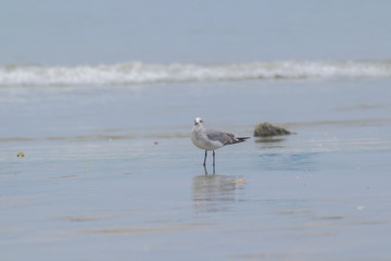 marea baja con una ave
