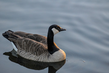 Goose