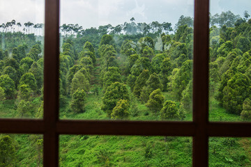 Landscape Window