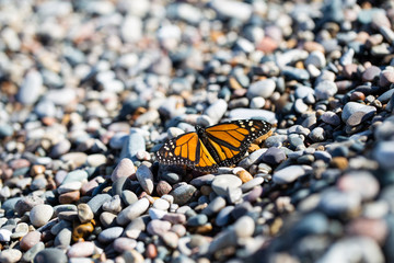 Butterfly on Rockey Pebble Beach