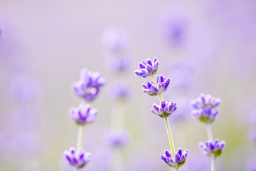 Obraz premium Sunset over a violet lavender field
