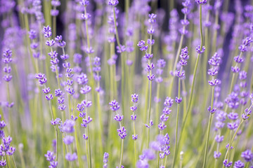 Sunset over a violet lavender field