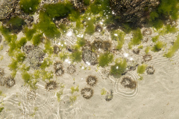 Sea anemomes in clear tide pool