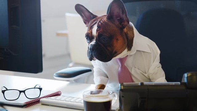 French bulldog sitting in office looking at computer screen