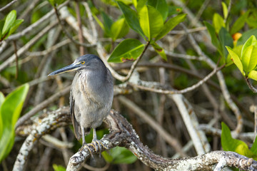 Lava Heron or Galapagos Heron (Butorides sundevalli) in Galapago