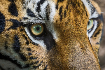 close up of bengal tiger eyes.