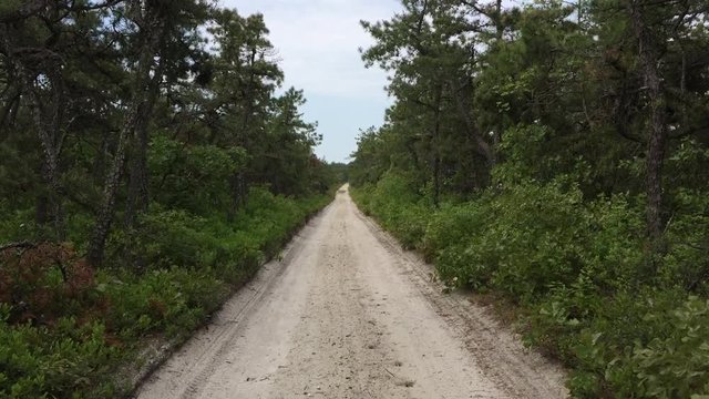 Walking through New Jersey Pine Barrens