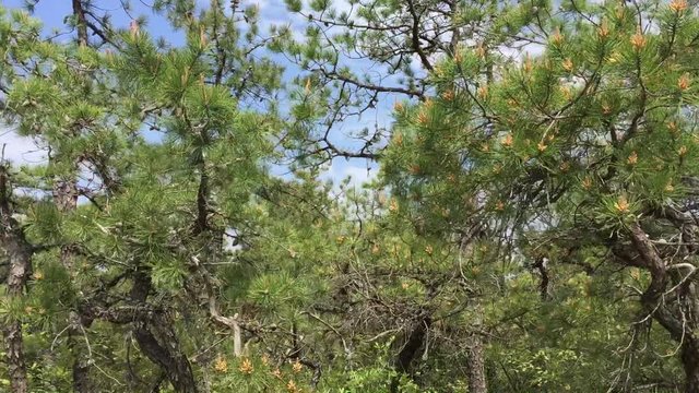 Pine Trees in the New Jersey Pine Barrens