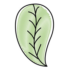leaf single decorative icon vector illustration design