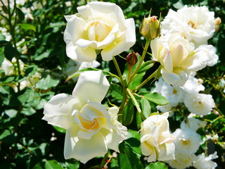 晴れた日のローズガーデン